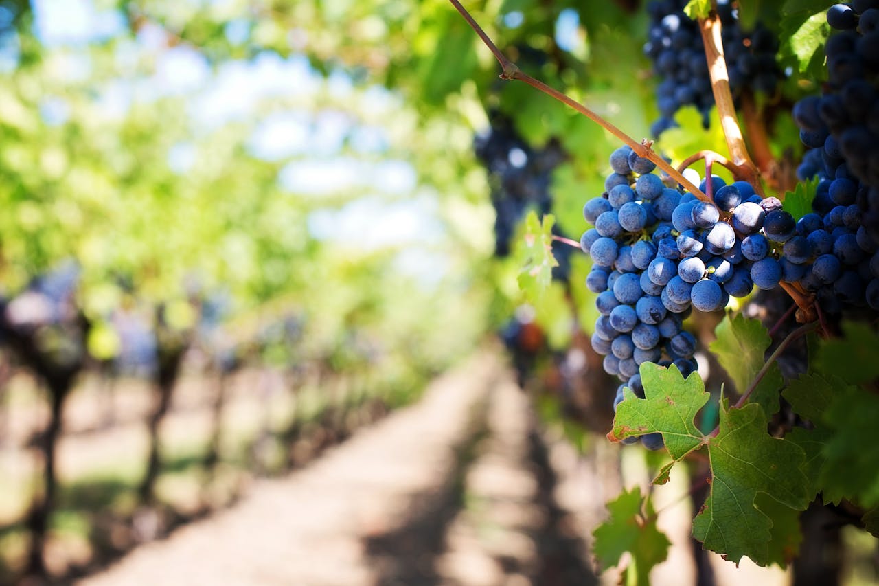 purple-grapes-vineyard-napa-valley-napa-vineyard-39511-39511.jpg